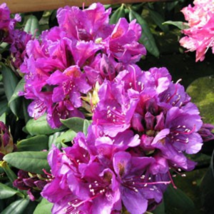 Rhododendron Hybrid 