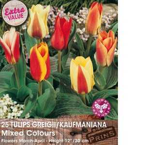 Tulip Bulbs Greigii/Kaufmaniana Mixed Colours 25 Per Pack