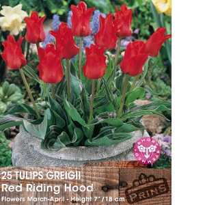 Tulip Bulbs Greigii Red Riding Hood 25 Per Pack