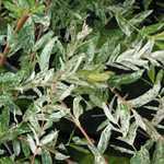 Salix Integra Hakuro Nishiki (Flamingo  Bush Variety) Dwarf Japanese Willow