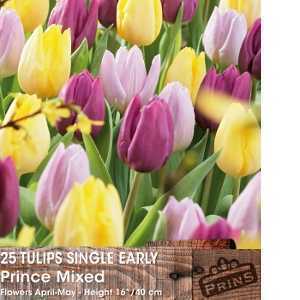 Tulip Bulbs Single Early Prince Mixed 25 Per Pack