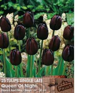 Tulip Bulbs Single Late Queen Of The Night 25 Per Pack
