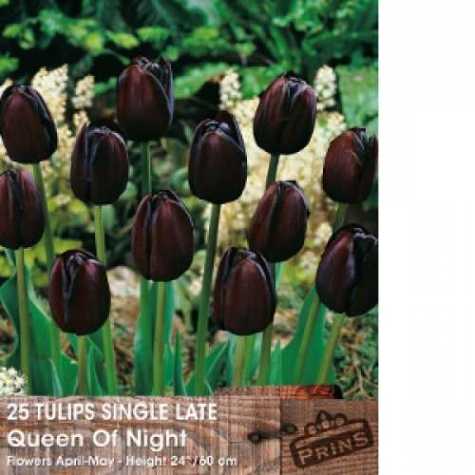 Tulip Bulbs Single Late Queen Of The Night 25 Per Pack