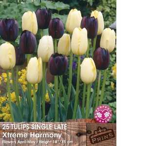 Tulip Bulbs Single Late Xtreme Harmony 25 Per Pack