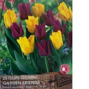 Tulip Bulbs Triumph Garden Friends 25 Per Pack