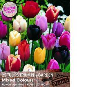 Tulip Bulbs Triumph/Garden Mixed Colours 25 Per Pack