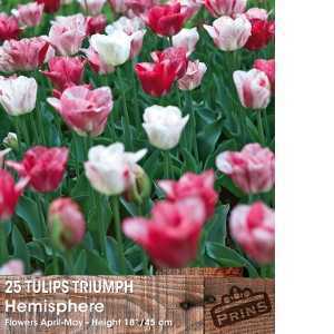 Tulip Bulbs Triumph Hemisphere 25 Bulbs Per Pack