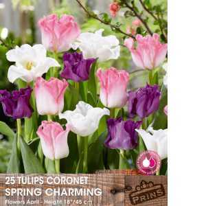Tulip Bulbs Coronet Spring Charming 25 Per Pack