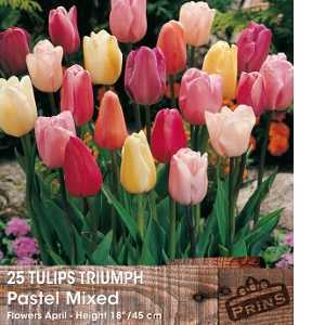 Tulip Bulbs Triumph Pastel Mixed 25 Per Pack