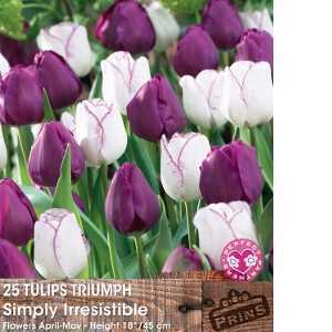Tulip Bulbs Triumph Simply Irresistible 25 Per Pack