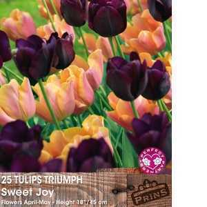 Tulip Bulbs Triumph Sweet Joy 25 Per Pack