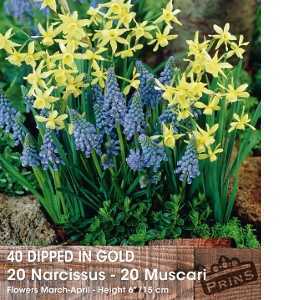 20 Narcissus and 20 Muscari Bulbs Dipped in Gold 40 Per Pack
