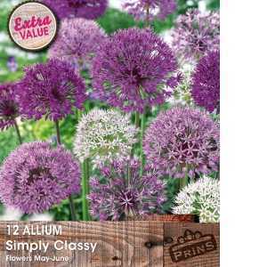Allium Simply Classy Bulbs 12 Per Pack