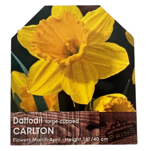 Daffodil Trumpet Carlton Bulbs 25Kg Sack