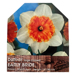Daffodil Large Cupped Early Bride Bulbs 25Kg Sack