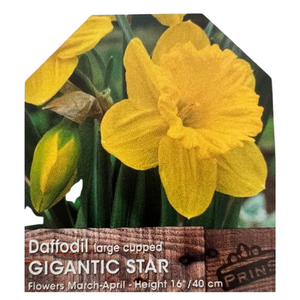 Daffodil Large Cupped Gigantic Star Bulbs 25Kg
