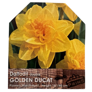 Daffodil Double Golden Ducat Bulbs 25Kg Sack
