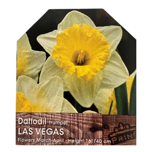 Daffodil Trumpet Las Vegas Bulbs 25kg Sack