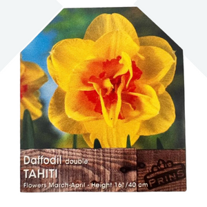 Daffodil Double Tahiti Bulbs 25Kg Sack