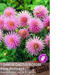 Dahlia Cactus/Border Bulbs Park Princess 1 Per Pack