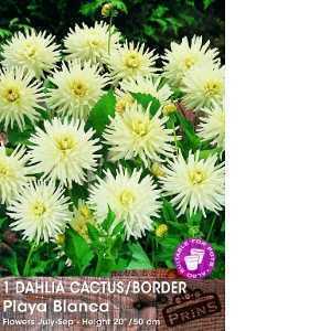 Dahlia Cactus/Border Bulbs Playa Blanca 1 Per Pack