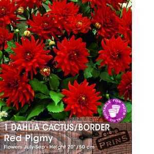Dahlia Cactus/Border Bulbs Red Pigmy 1 Per Pack