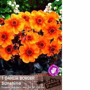 Dahlia Border Bulbs Sunshine 1 Per Pack