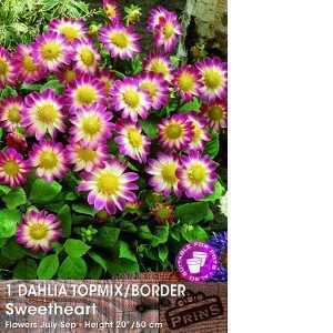 Dahlia Topmix/Border Bulbs Sweetheart 1 Per Pack