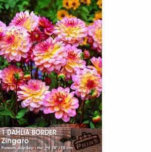 Dahlia Border Bulbs Zingaro 1 Per Pack