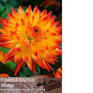 Dahlia Cactus Bulbs Aloha 1 Per Pack