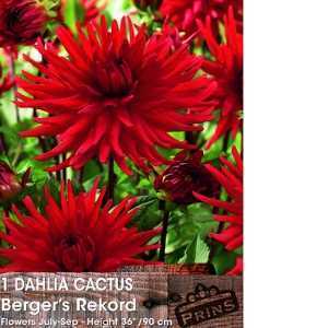 Dahlia Cactus Bulbs Berger's Rekord 1 Per Pack