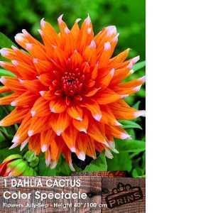 Dahlia Cactus Bulbs Color Spectacle 1 Per Pack