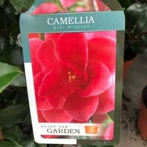 Camellia Reticulata Mary Williams