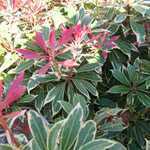 Pieris Japonica 