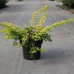 Berberis Thunbergii Golden Carpet