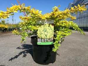 Berberis Thunbergii Golden Carpet