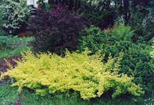 Berberis Thunbergii Golden Dream