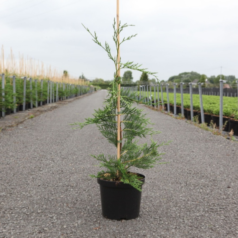 Cupressocyparis Leylandii