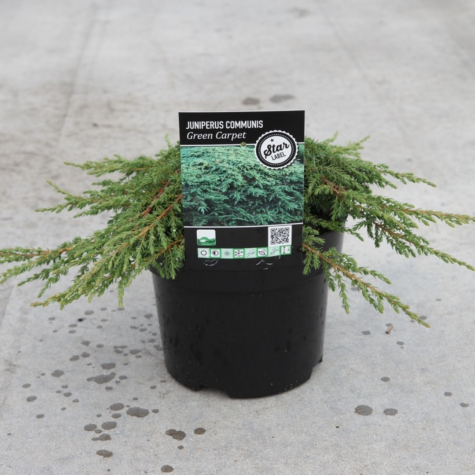 Juniperus Communis 'Green Carpet' (Dwarf Green Carpet Juniper)