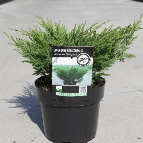 Juniperus (Juniper) Horizontalis Andorra Compacta