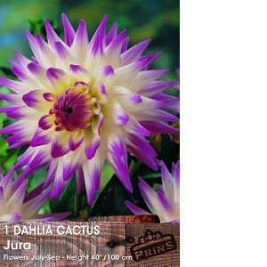 Dahlia Cactus Bulbs Jura 1 Per Pack