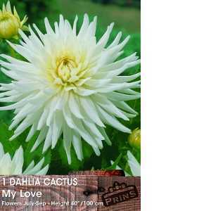 Dahlia Cactus Bulbs My Love 1 Per Pack