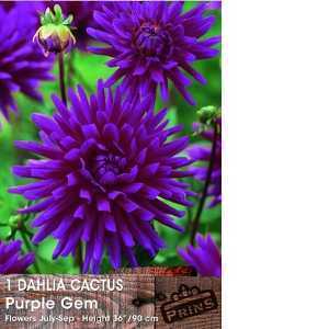 Dahlia Cactus Bulbs Purple Gem 1 Per Pack