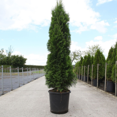 Thuja Occidentalis Smaragd