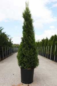 Thuja Occidentalis Smaragd