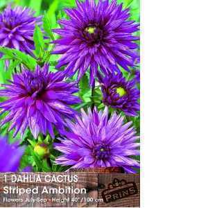 Dahlia Cactus Bulbs Striped Ambition 1 Per Pack