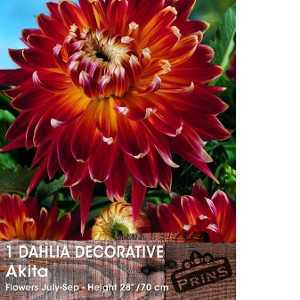 Dahlia Decorative Bulbs Akita 1 Per Pack