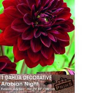 Dahlia Decorative Bulbs Arabian Night 1 Per Pack