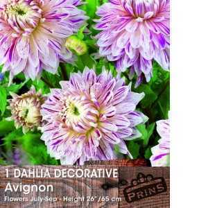 Dahlia Decorative Bulbs Avignon 1 Per Pack