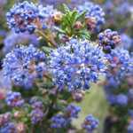 Ceanothus Impressus Puget Blue Trellis Climber (Californian Lilac) 20 Ltr